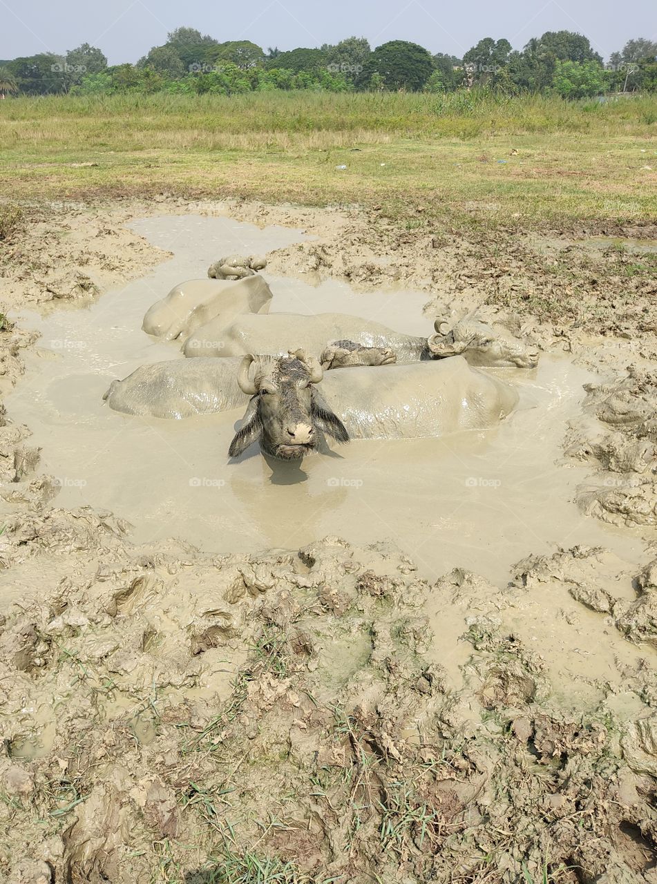 Funny😜Buffalo🐃 in the dirty😏 Mud.