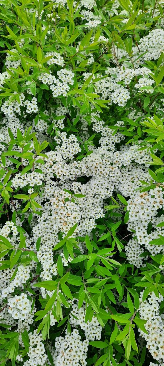 Spiraea. Спирея.