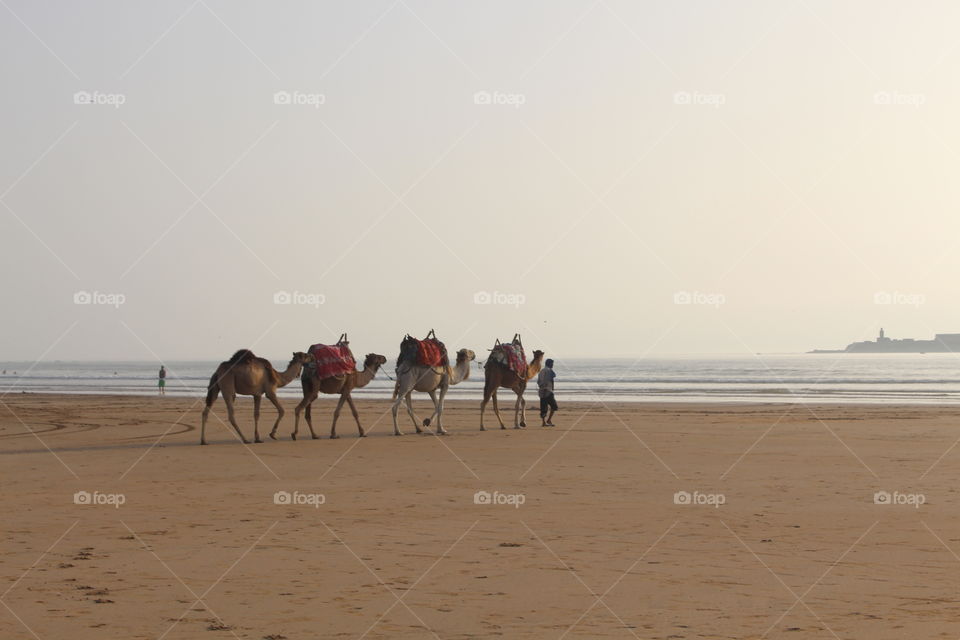 Camels walking along the beach in Essaouira 