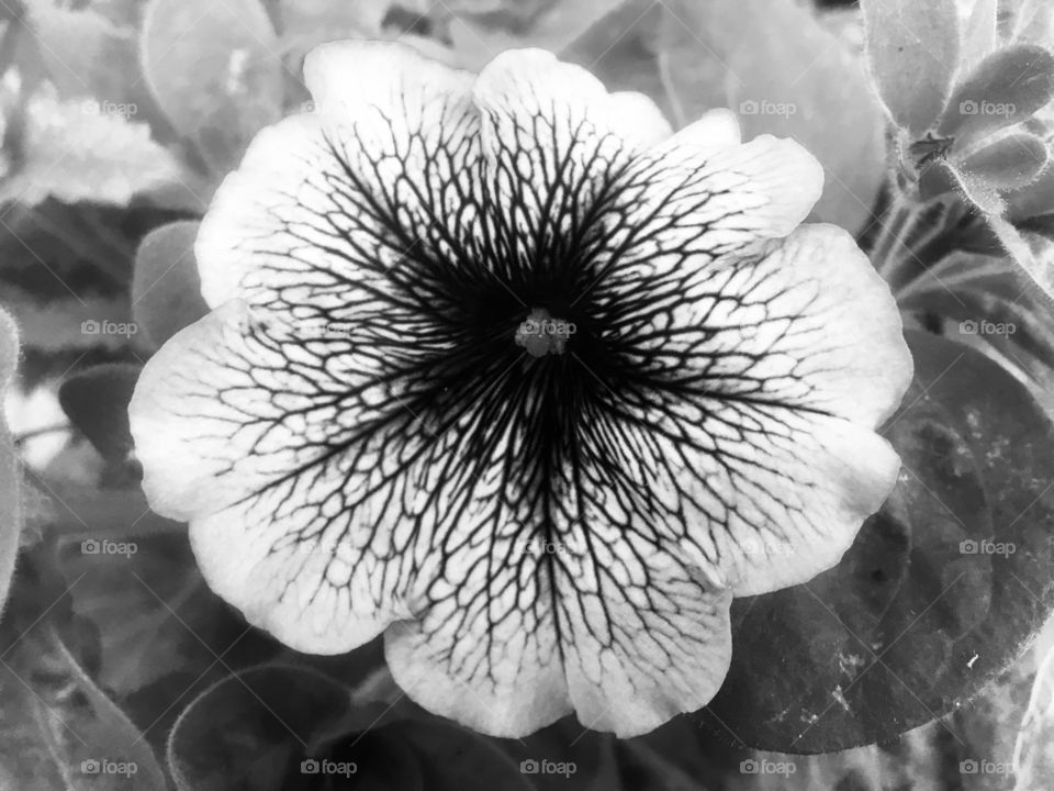 Flower in monochrome on Elmhurst Crescent, Finchley, London 