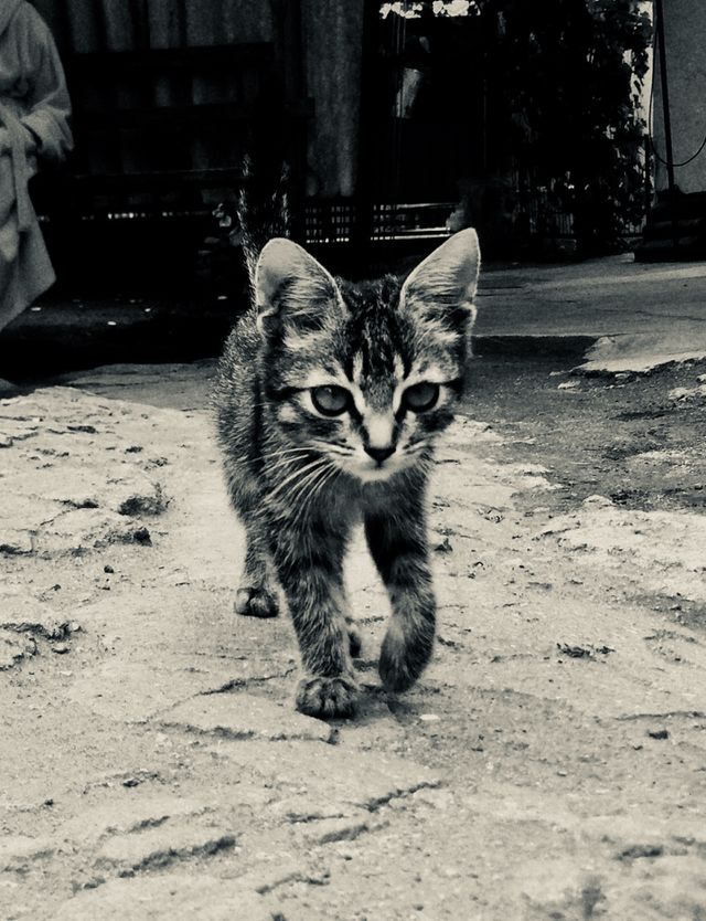 kitten