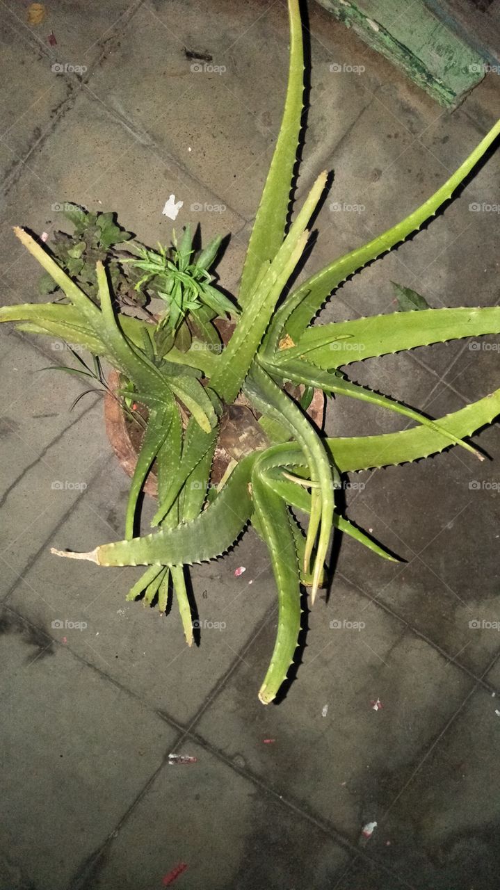 aloe vera

https://adbitly.com/st?api=deec4ee94ca33a8e64cfb201daa812286fc1a2eb&url=yourdestinationlink.com