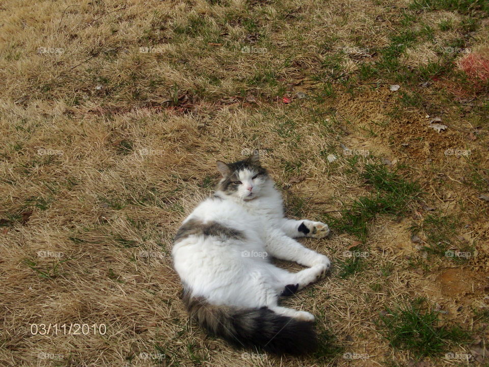 Mammal, No Person, Nature, Cat, Fur