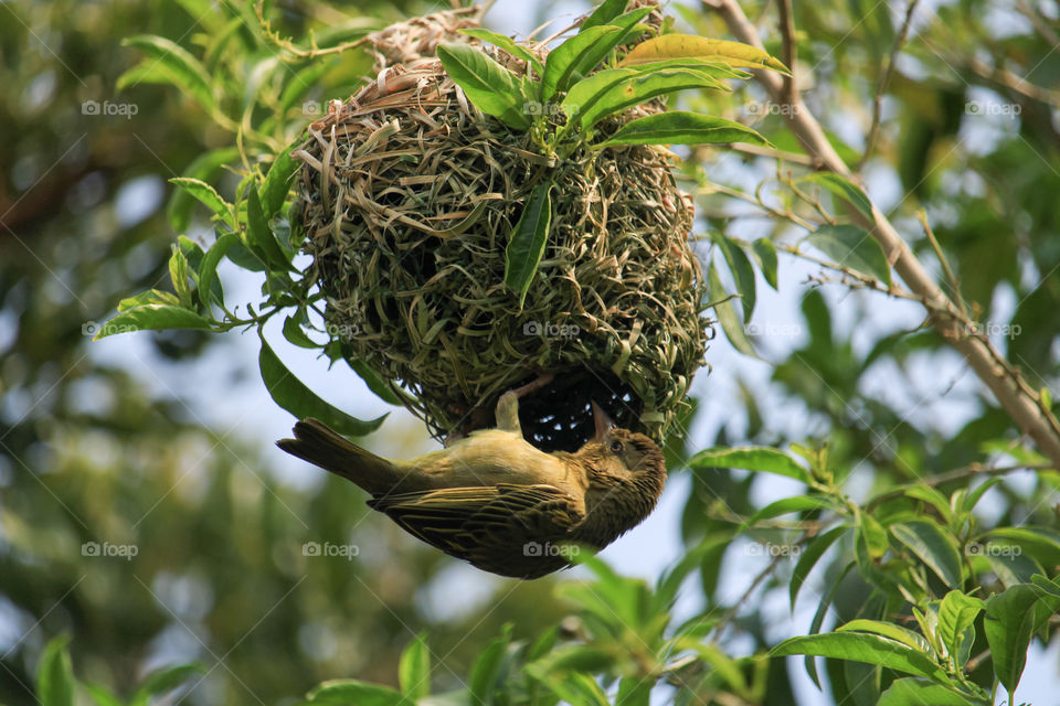 Female Weaver bird preparing her nest