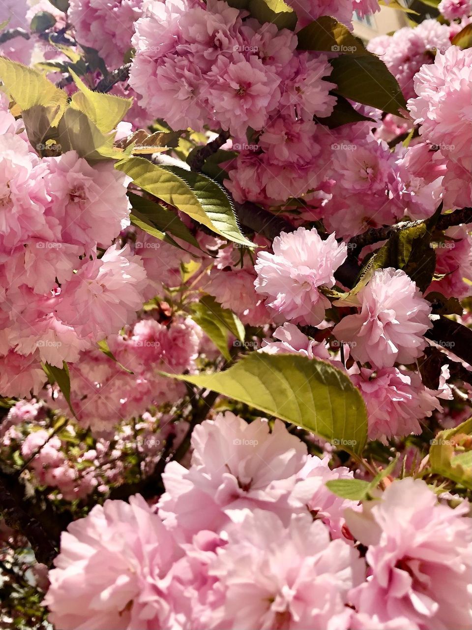 Lovely soft pink cherry flowers 🌸