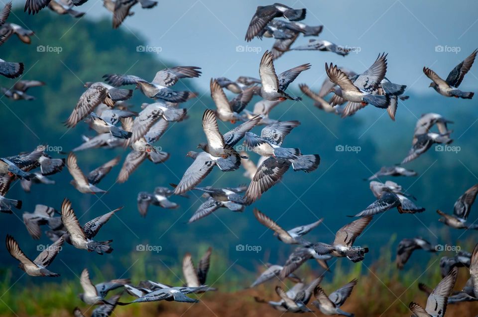 Rock pigeons crowd the field. 