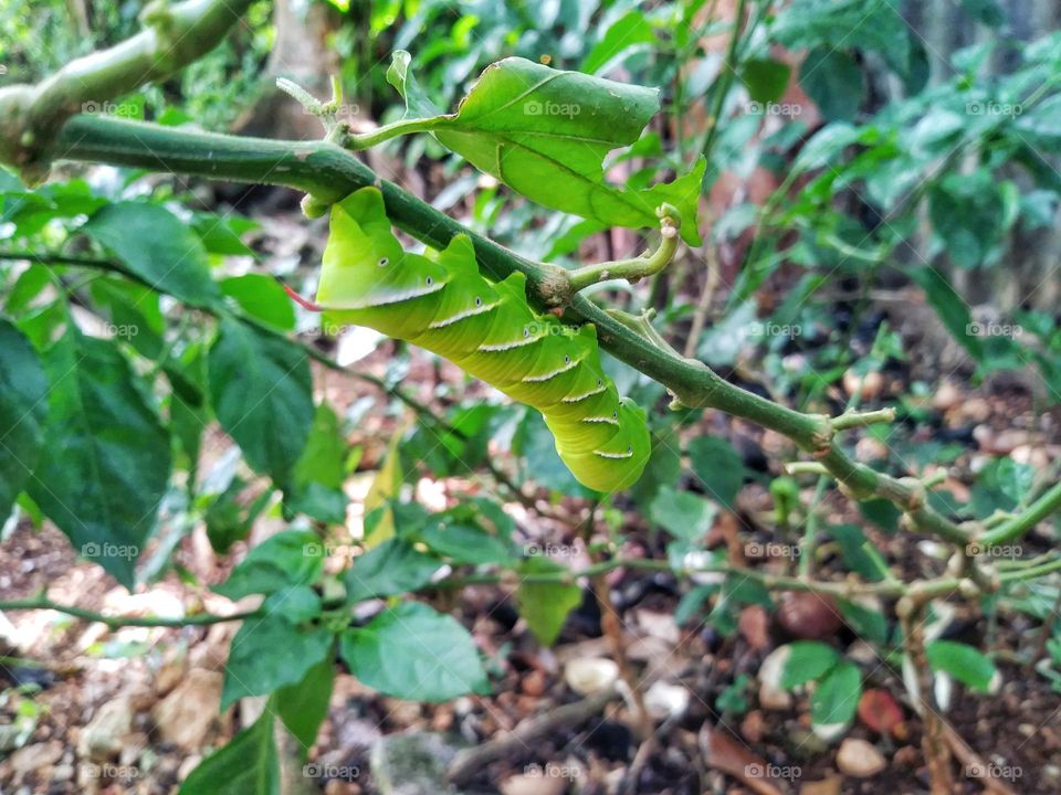 Caterpillar on a Tree  Branch