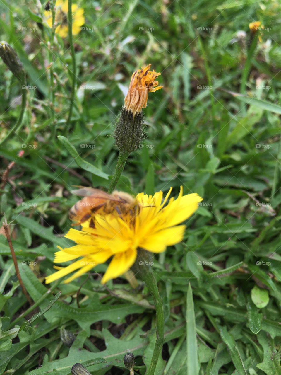 Bee trying to get pollen from the dandelion