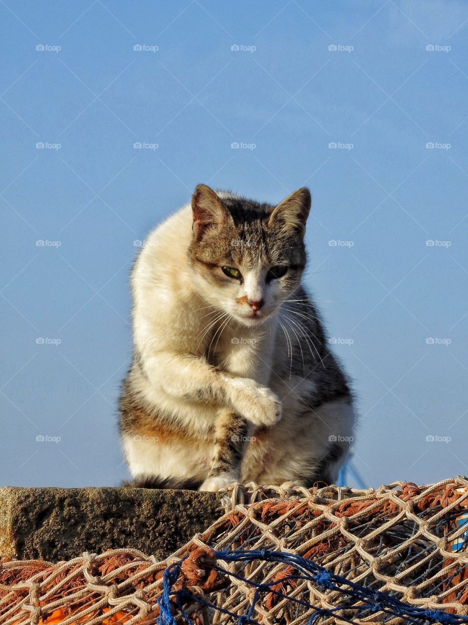 Domestic cat looking away