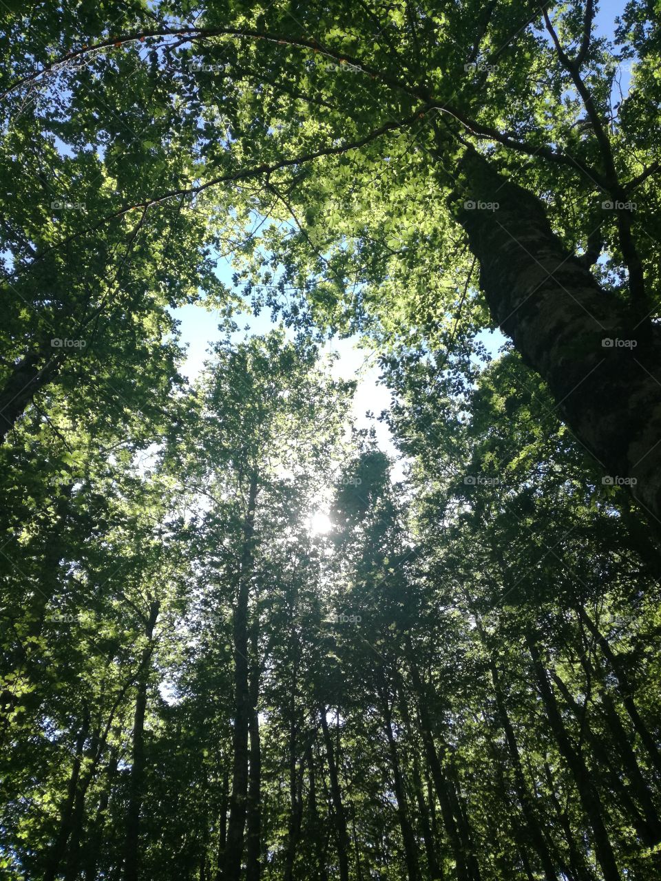 Lights trought the trees