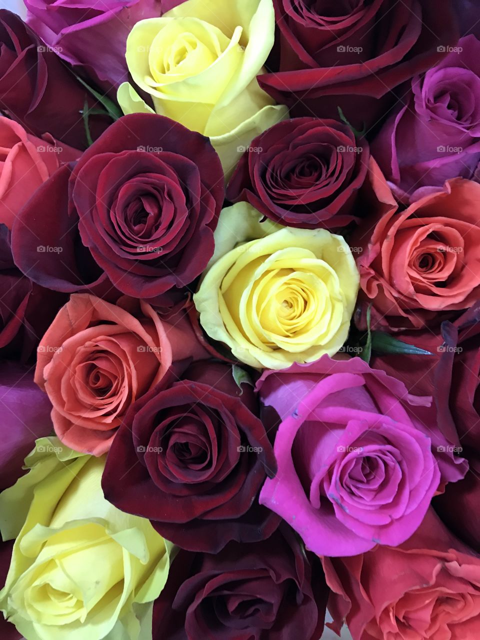 Roses are...