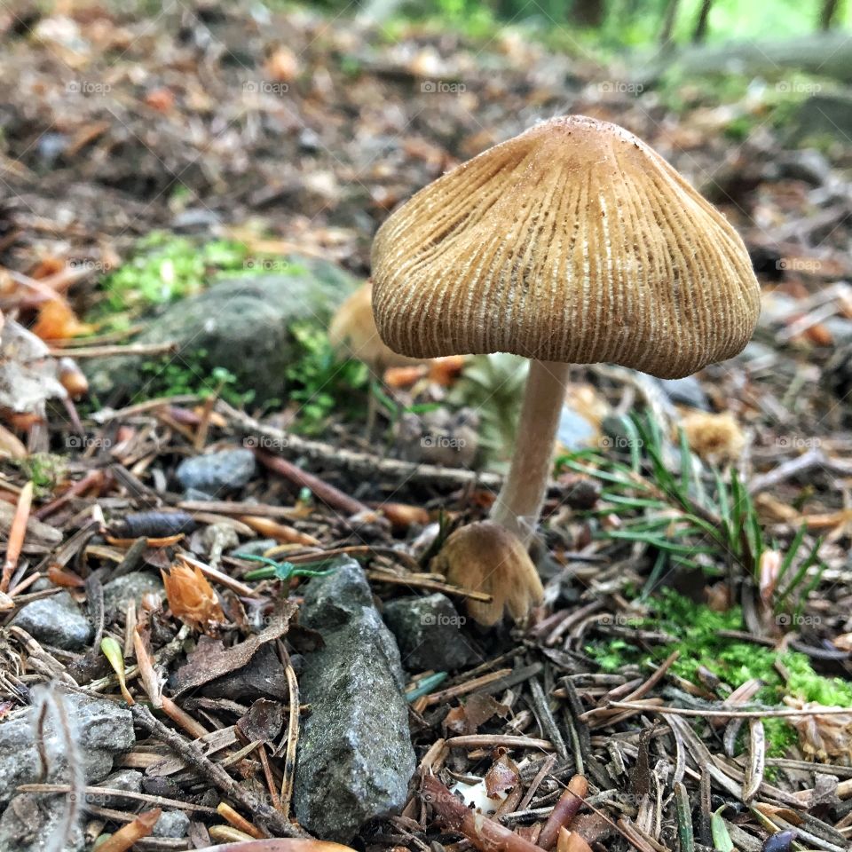 Autumn is coming .. lonesome little mushroom growing happily in the forest