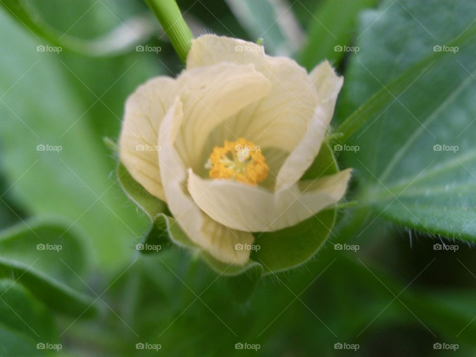 Wildflower after Rainy Season in Summer