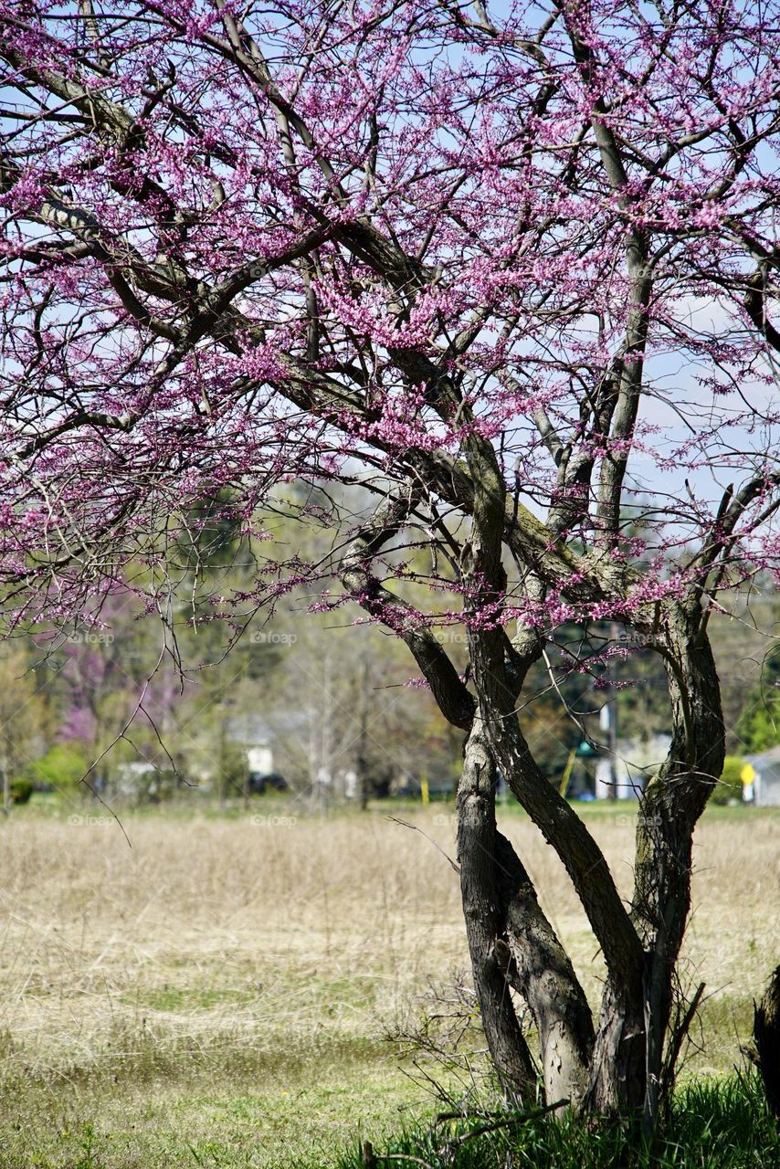 Redbud tree about to bloom