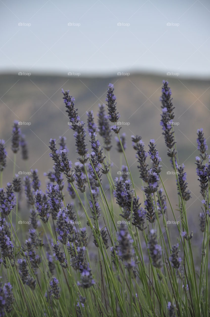 Field of lavenders