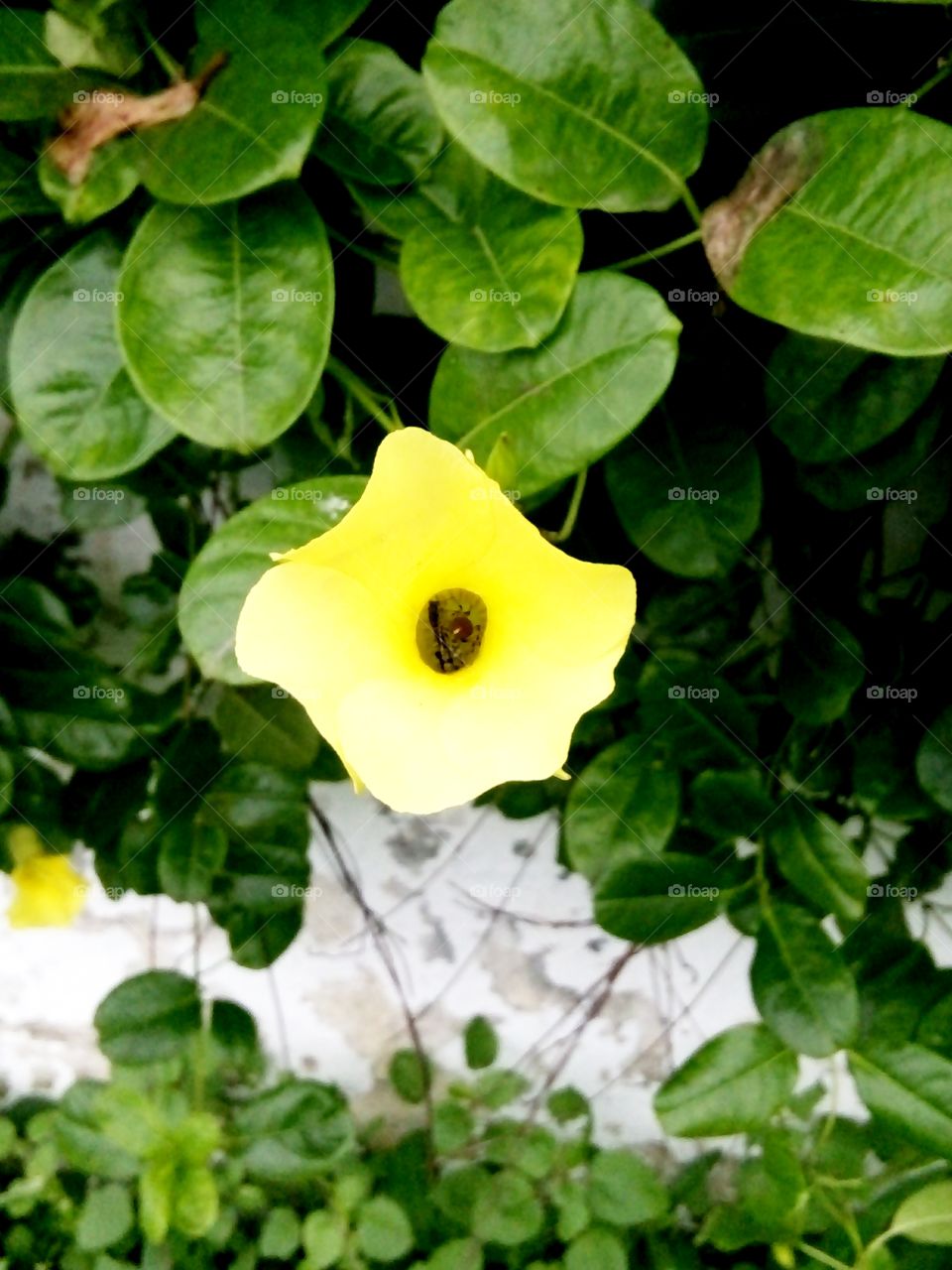 yellow flower,flower,A great photo,a photo for everyone,a memorable photo,a no. photo,a photo to cherish,a beautiful photo,a great photo for the best people,an evergreen photo,a photo to remember for years,the best result of great photography