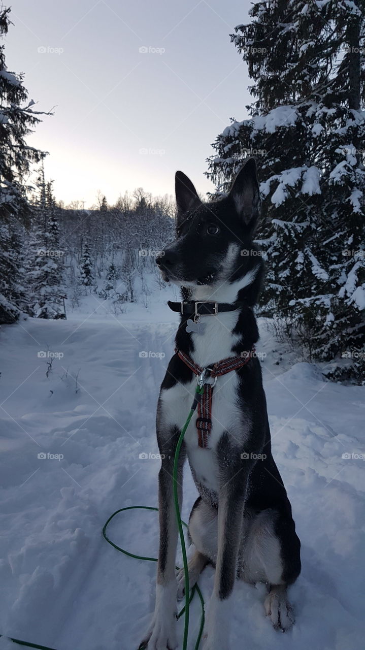 Dog in winter land
