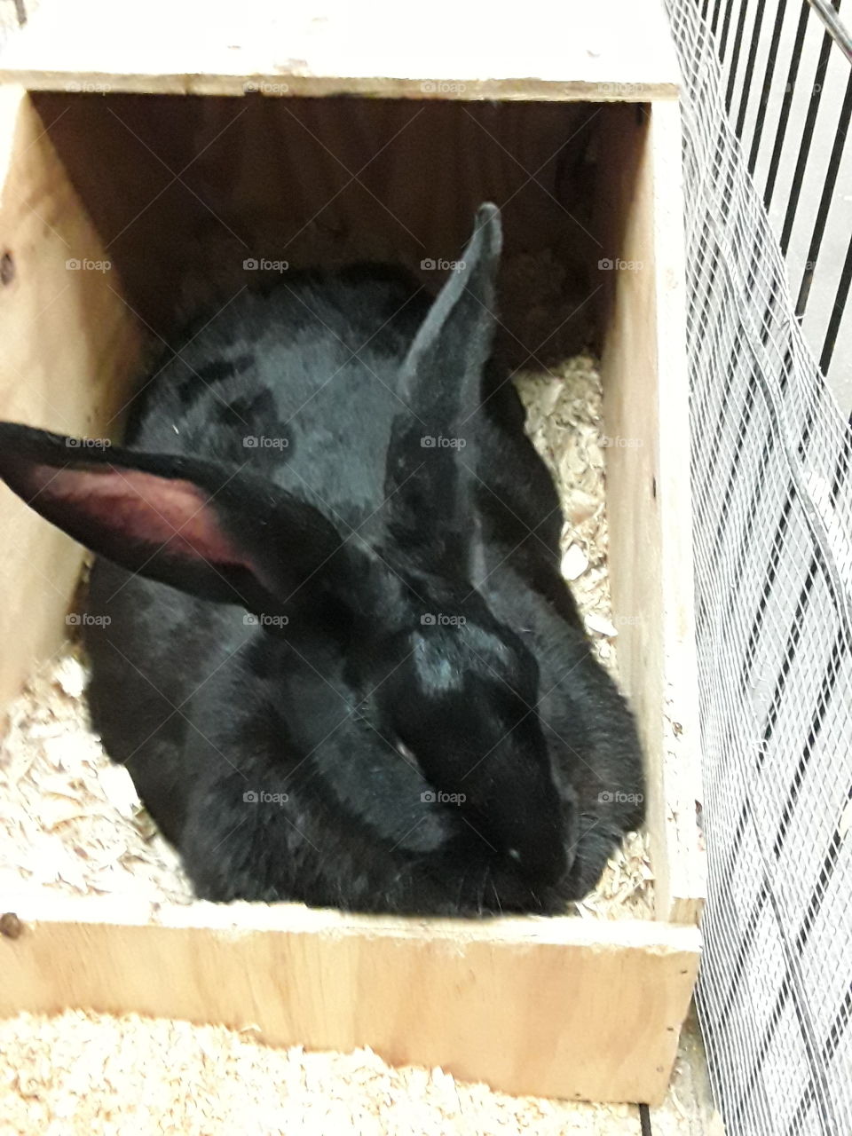 long eared bunny