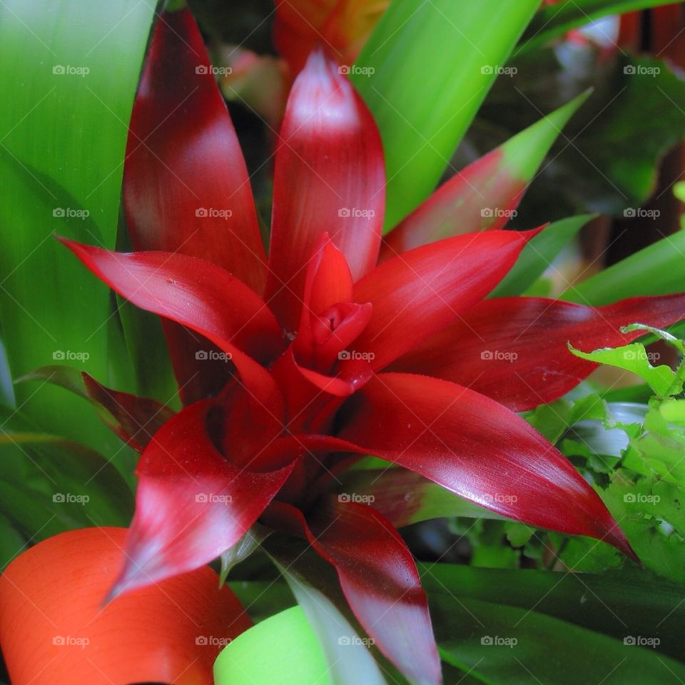 no people nobody close-up close up by przemekklos