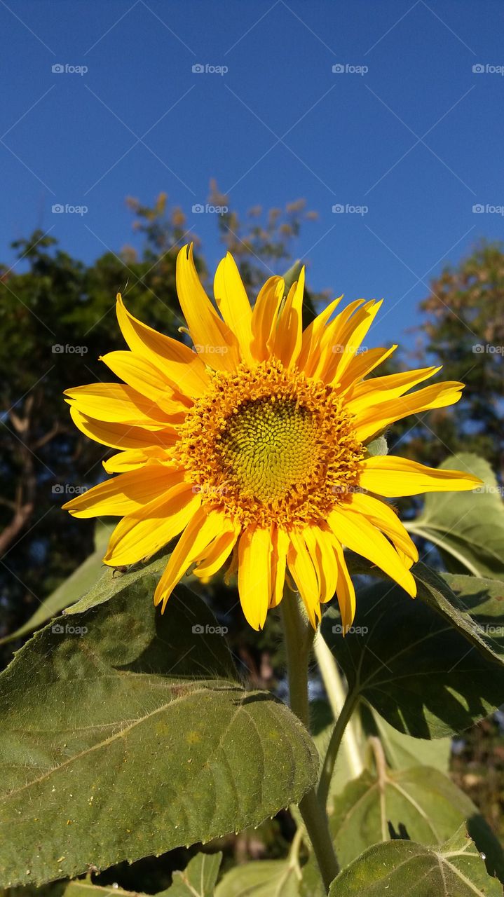 Sunflower