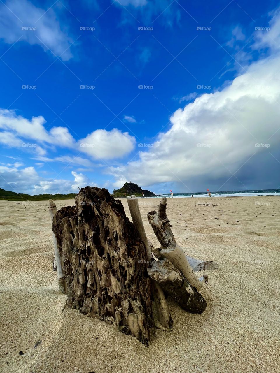Beach bark