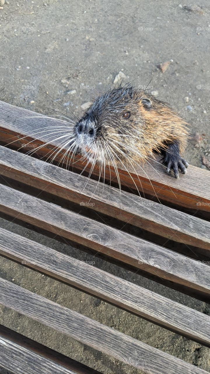 Nutria begging for a tasty treat