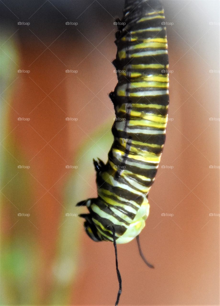 Monarch Butterfly Caterpillar beginning to expose the Chrysalis 