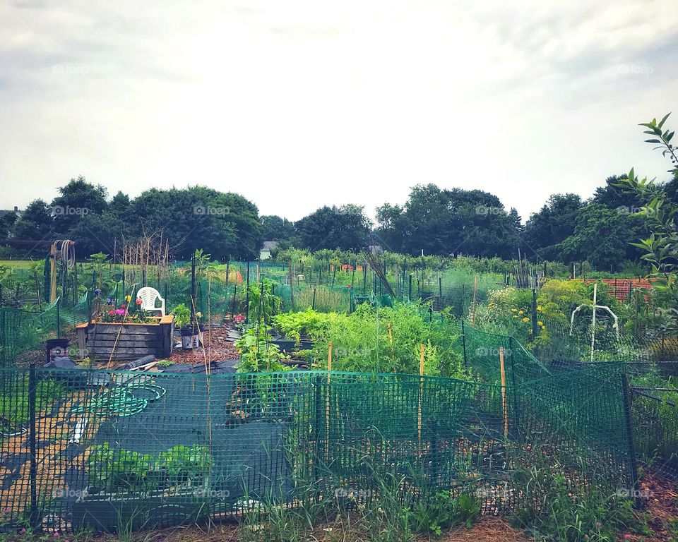 Found the community garden 