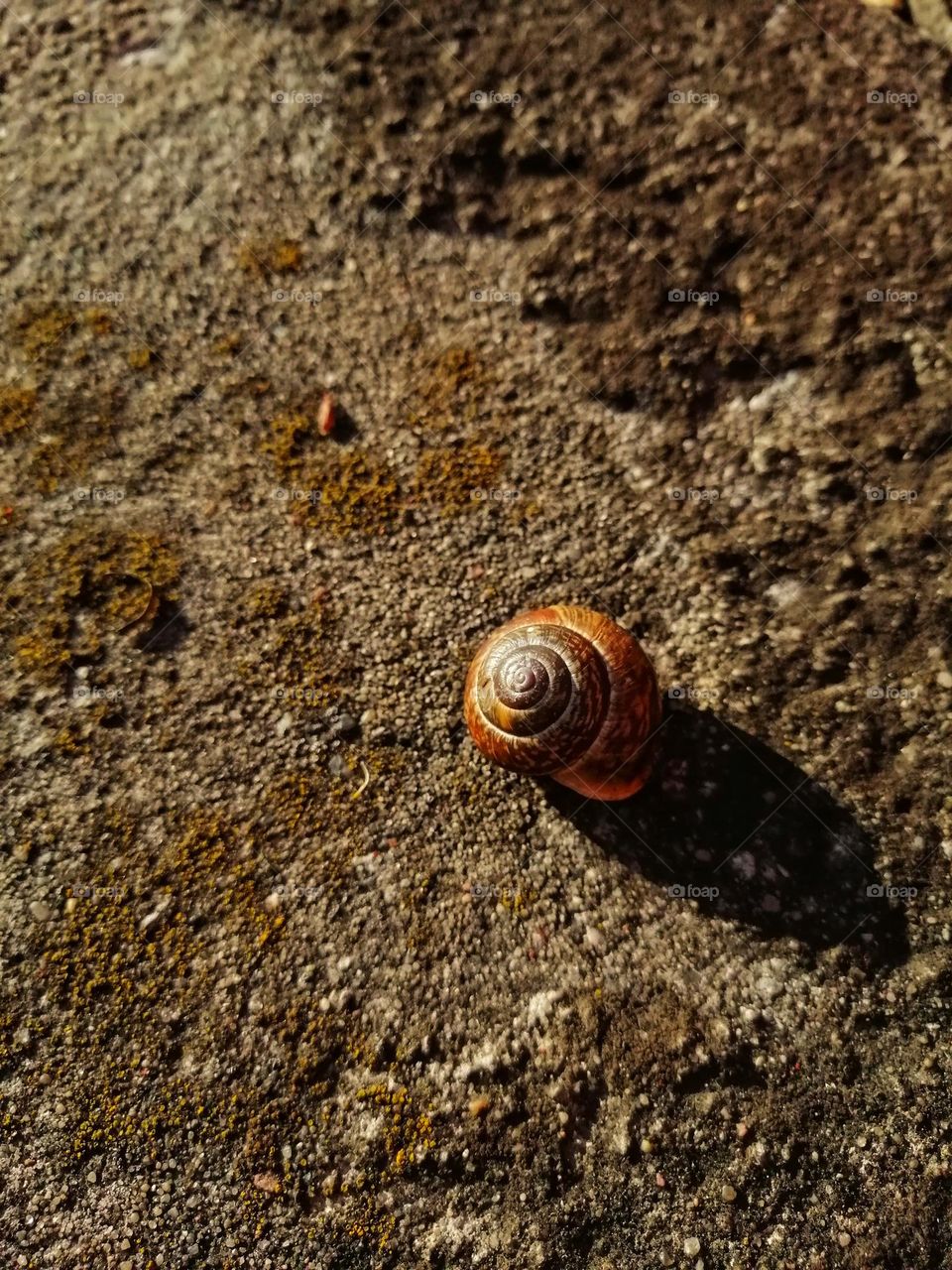 Snail