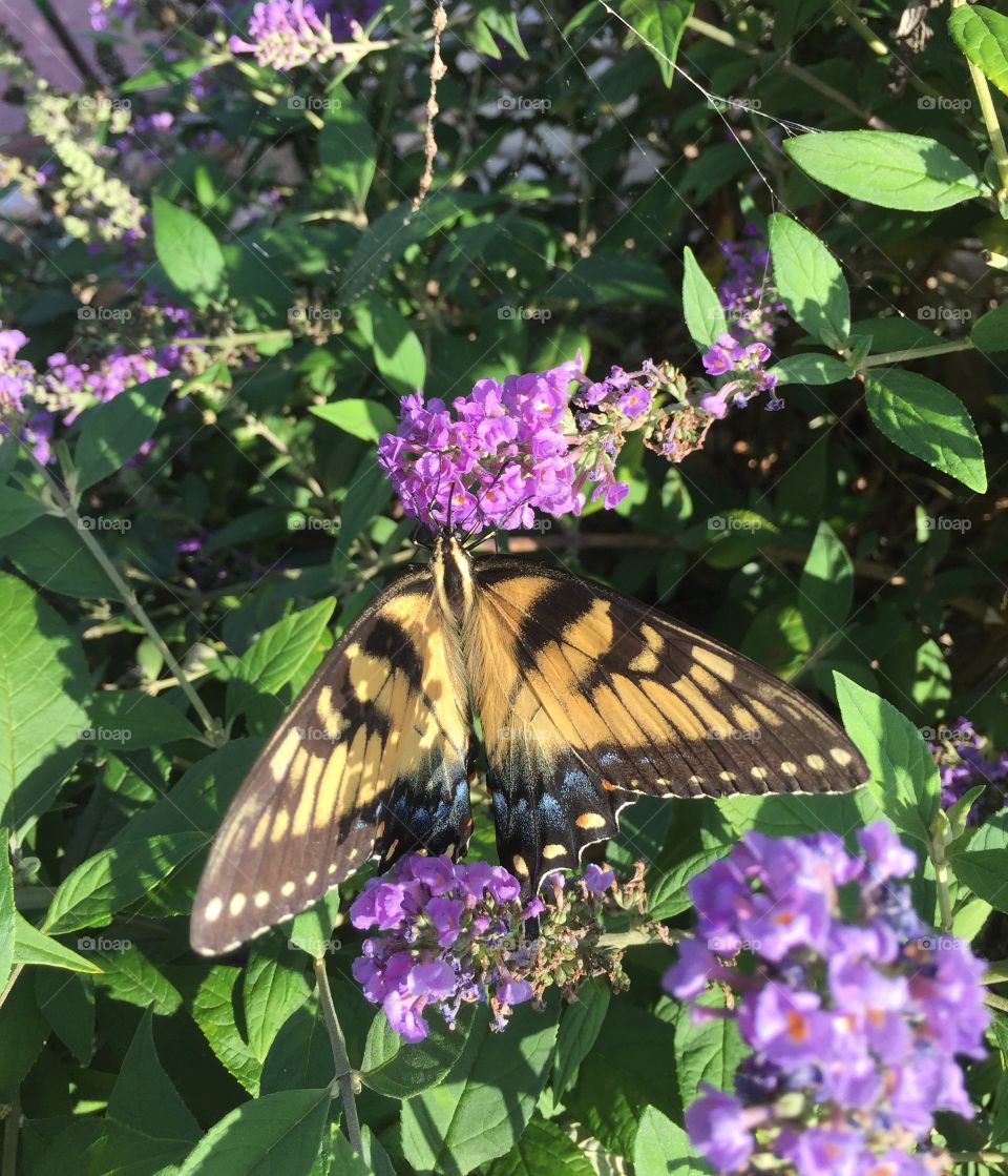 Elevated view of butterfly on flower