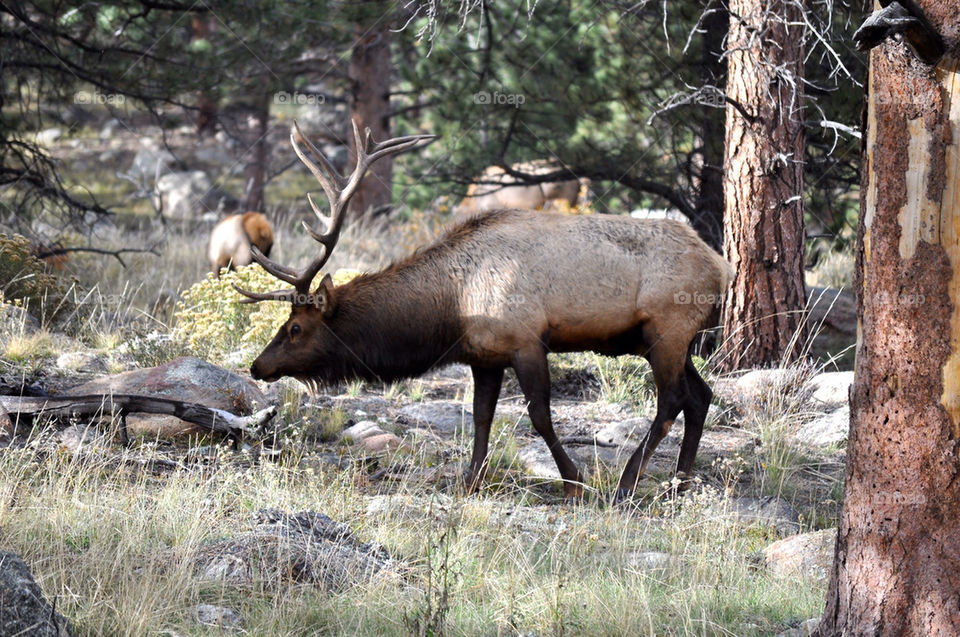 Elk