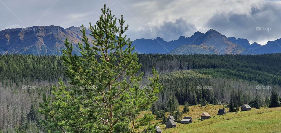 A forest in Polish Tatra mountains