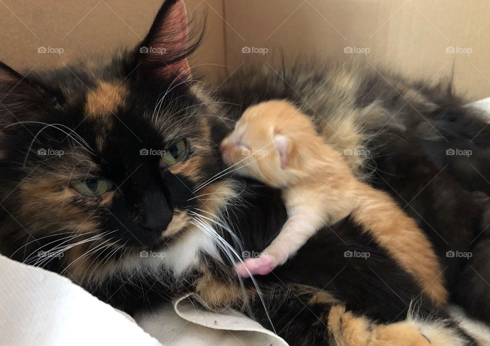 Cat mum and kitten, family