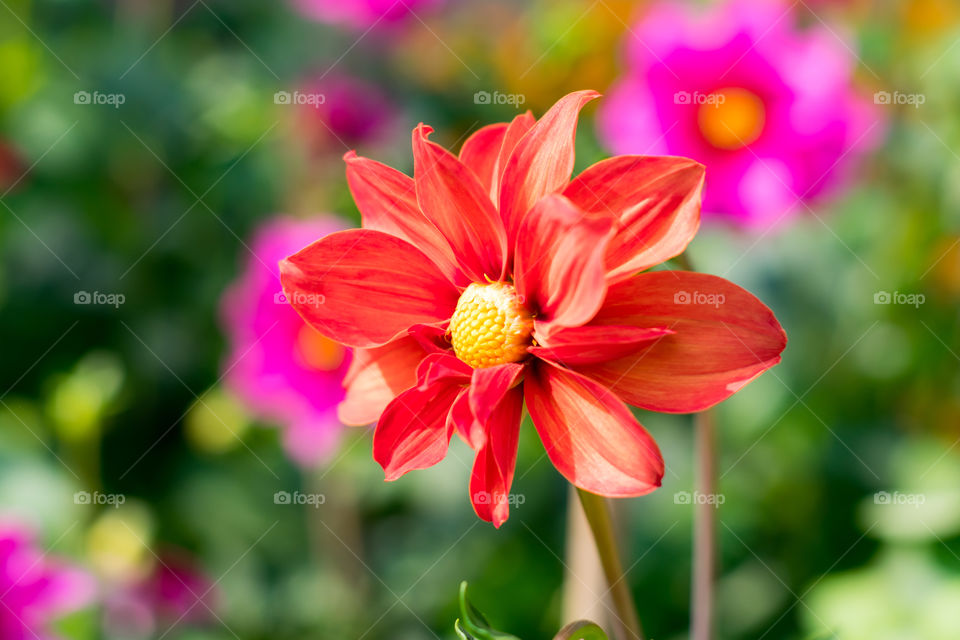 Desert Rose (Adenium) genus of Dahlia flowering plants in Apocynum family. A sun loving plant looks like a bonsai. Blooms in winter early spring to late summer popular flower for gardens and bouquets.