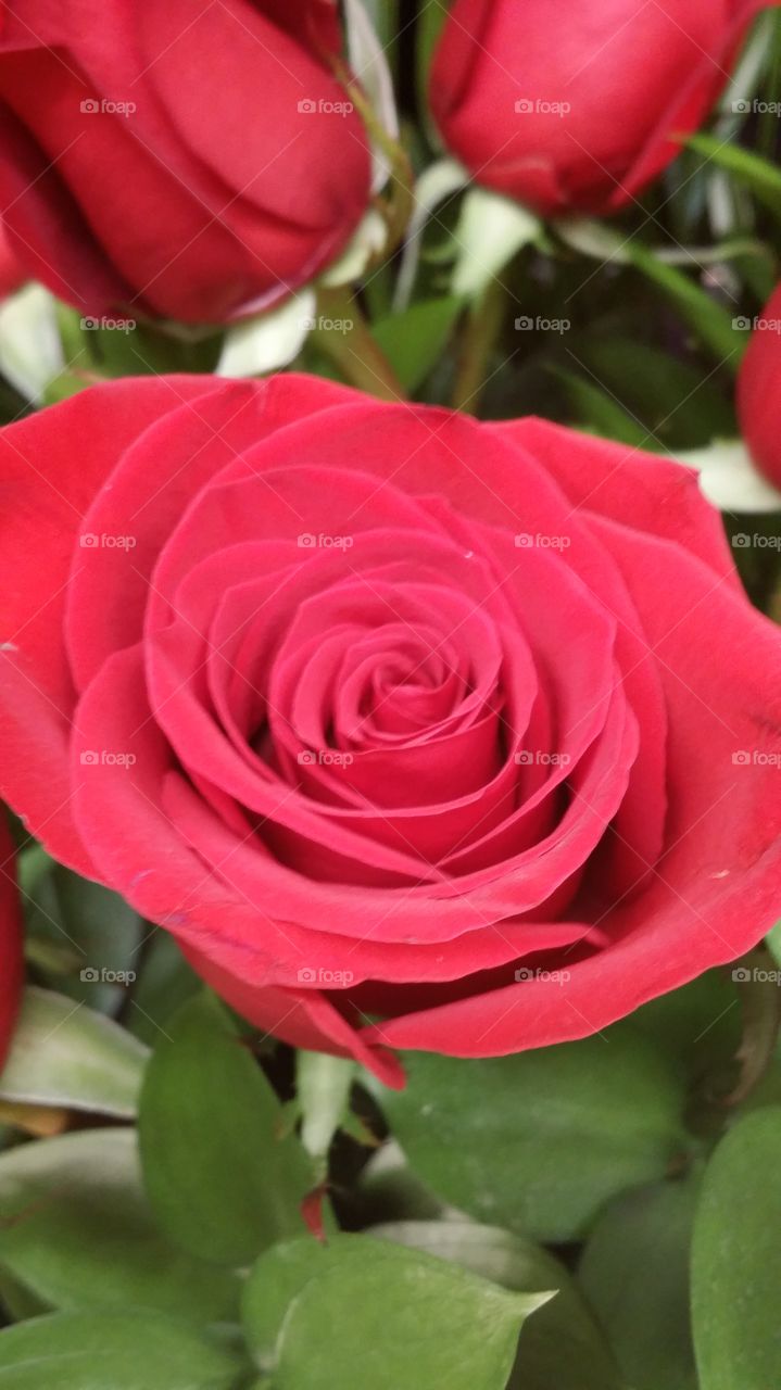 Pink Rose. Flower