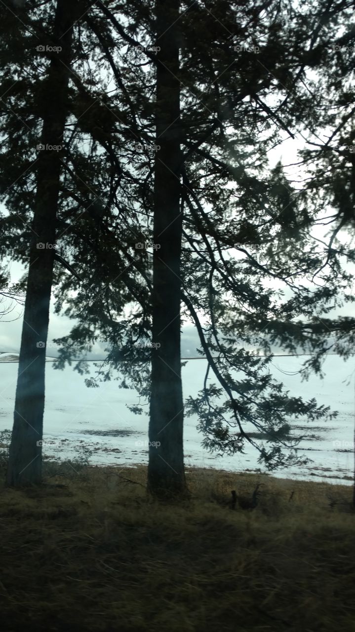 fog behind the trees