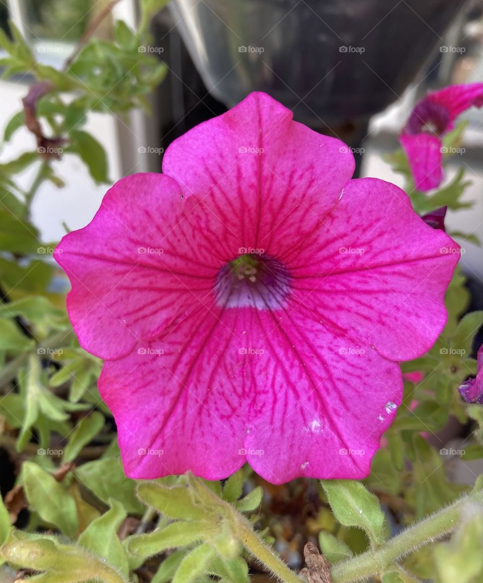 🌹 🇺🇸 Very beautiful flowers to brighten our day.  Live nature and its beauty. Did you like the delicate petals? / 🇧🇷 Flores muito bonitas para alegrar nosso dia. Viva a natureza e sua beleza. Gostaram das pétalas delicadas? 