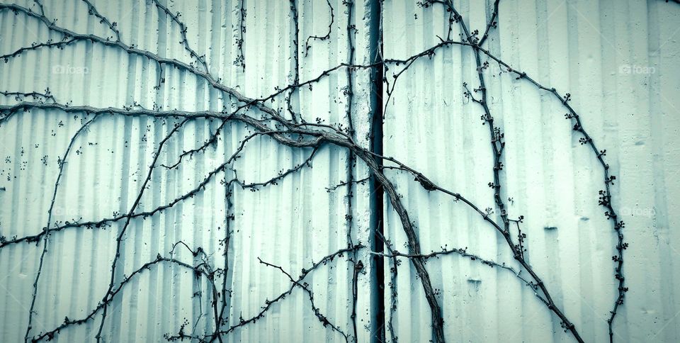 Dead dry branches with concrete wall on the backgrounds