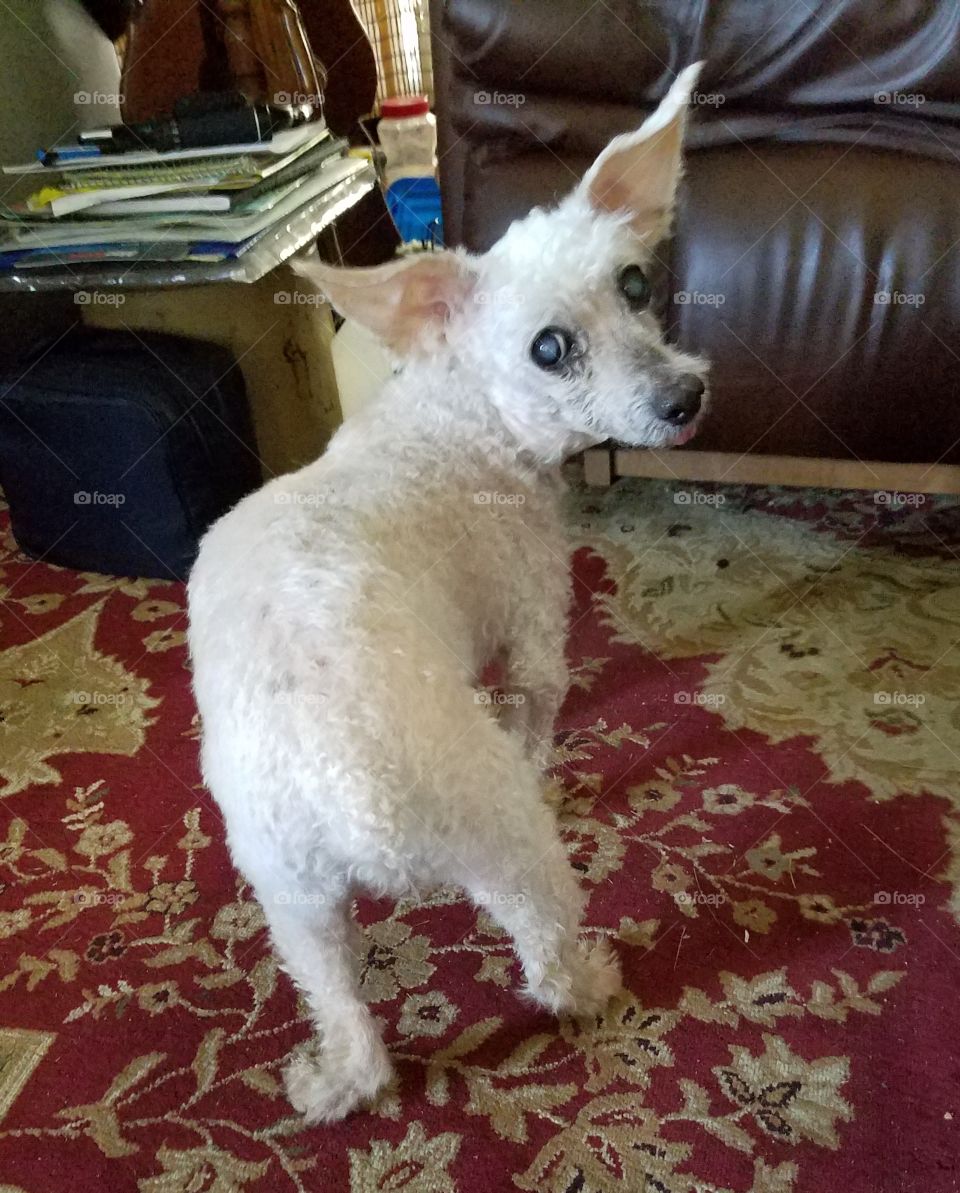 Poodle with summer grooming cut, ears sticking out straight.