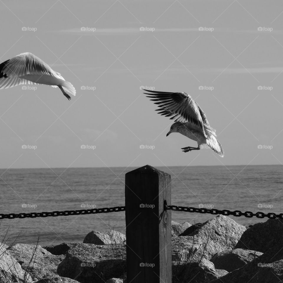 Coming in for a landing. Seagulls at Fort Fisher.