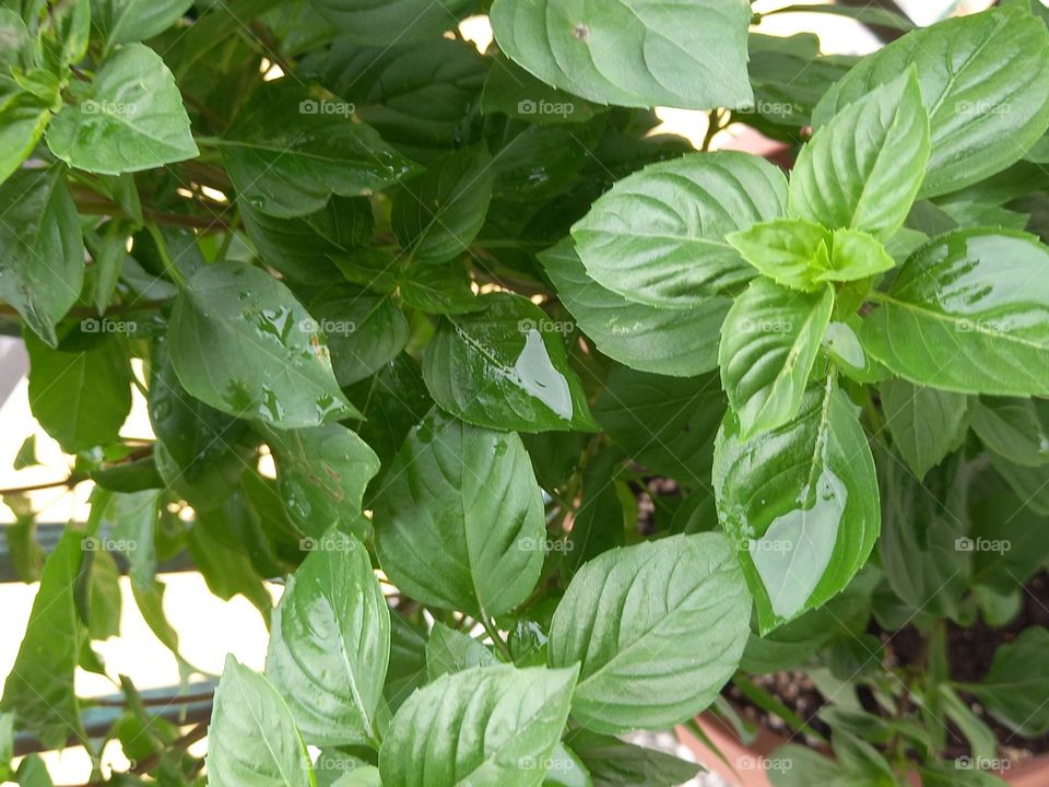 basil