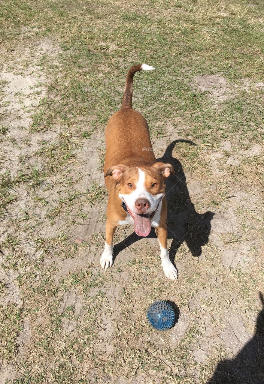 A dirty happy playful rescue pitbull 
