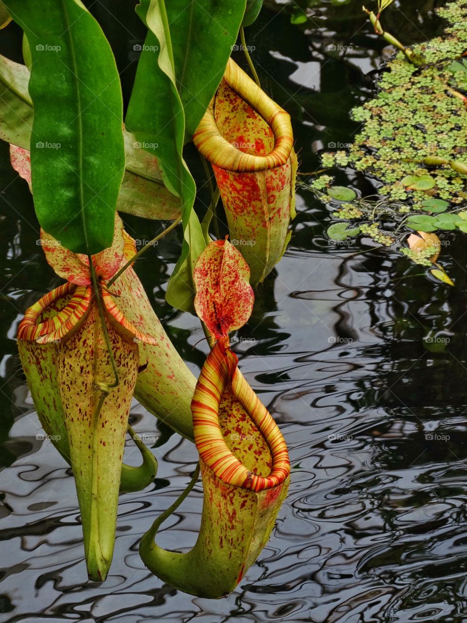 Pitcher Plant. Tropical Blooming Pitcher Plant
