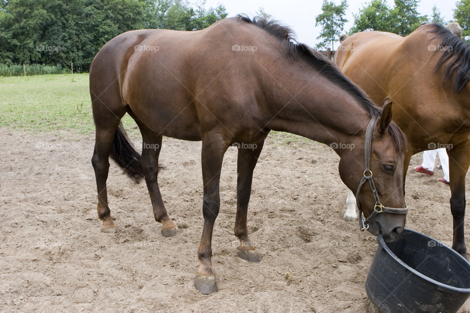 Mammal, Horse, Mare, Equine, Stallion