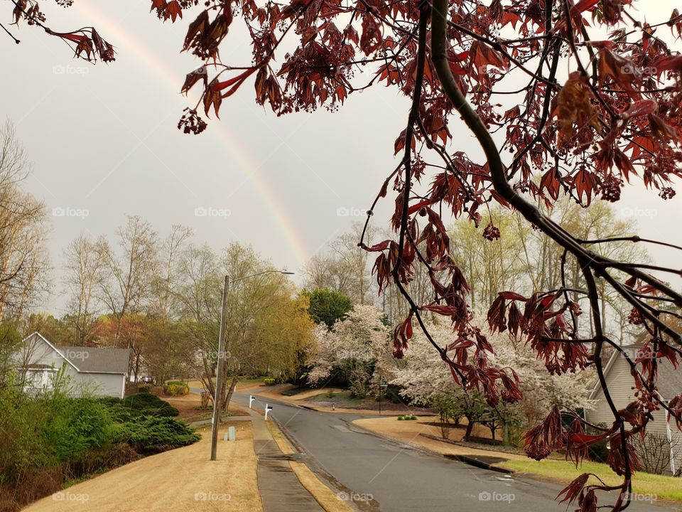 Blossoms and rainbow