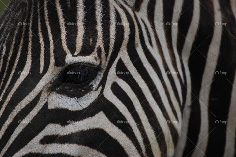 Zebra eye