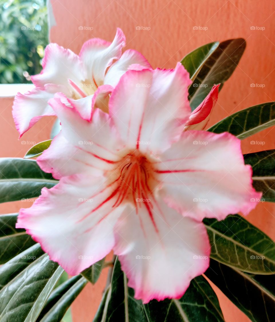 desert rose