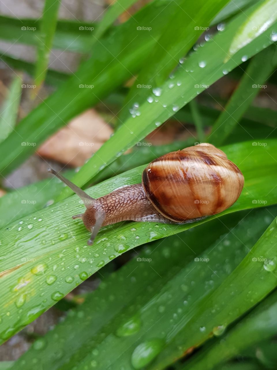 snail