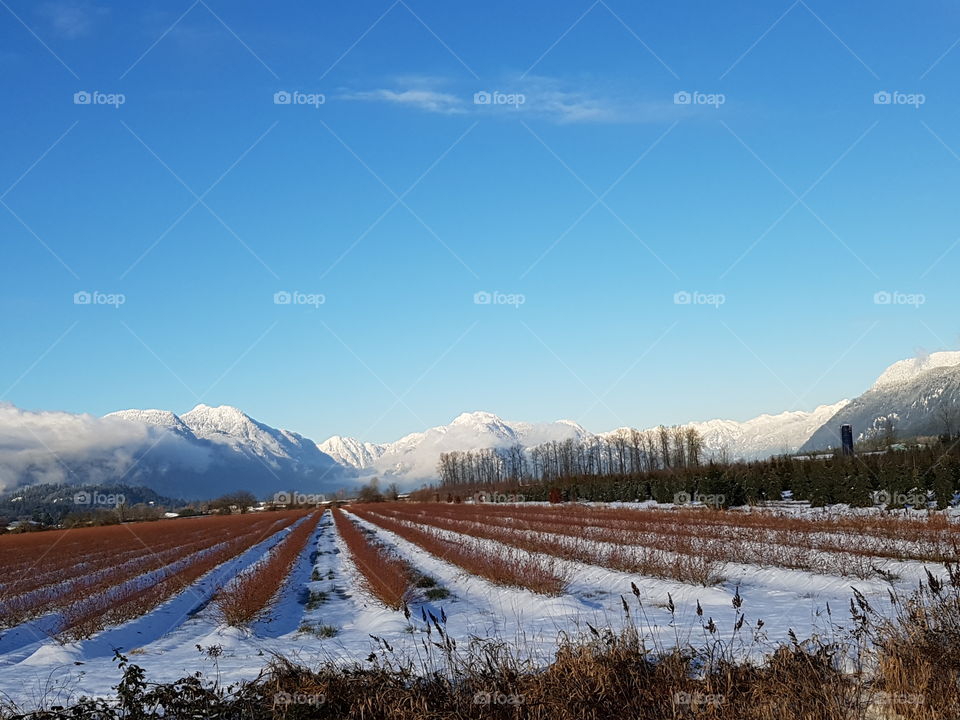 Winter valley berries