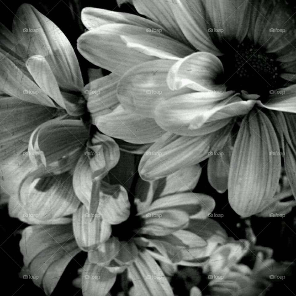 b+w dahlia